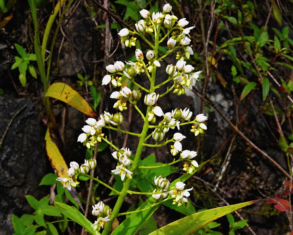 Small white Euphorbia hirta flower clusters branch above pale leaves along a thin upright stem