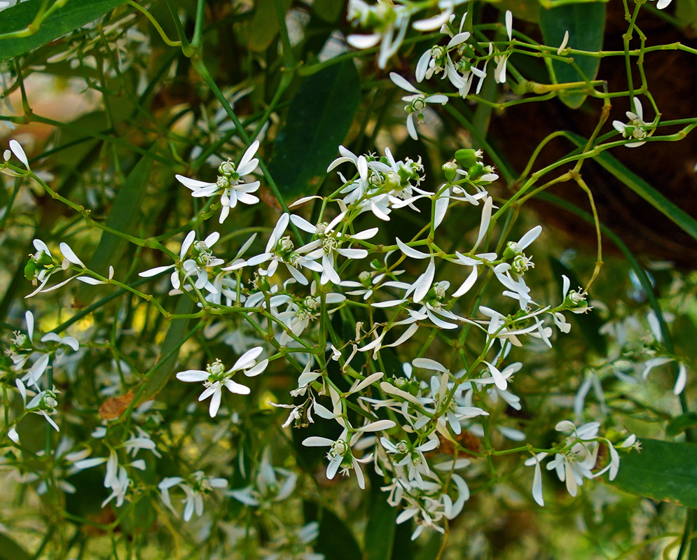 Euphorbia hypericifolia white flowers
