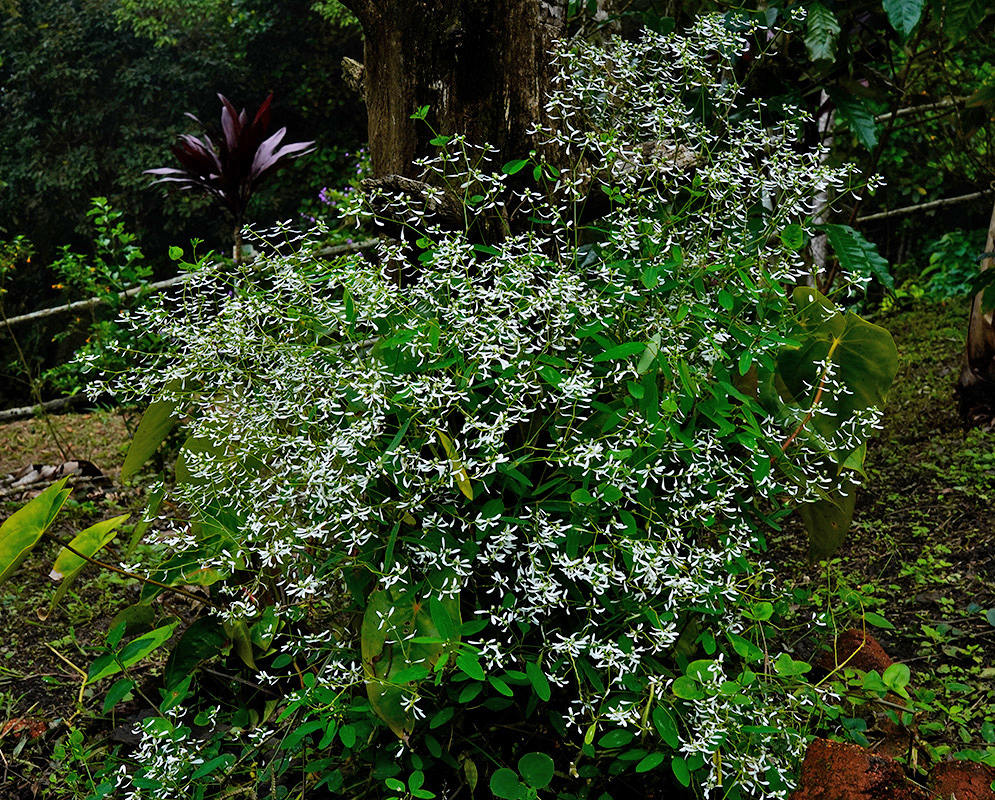 Euphorbia leucocephala white flowers