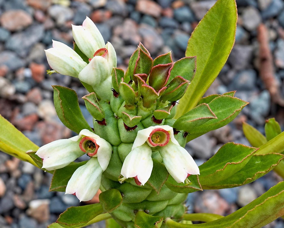 Euphorbia lugardiae has pale pointed bracts around reddish-ringed flower cups clustered among green buds and leaves