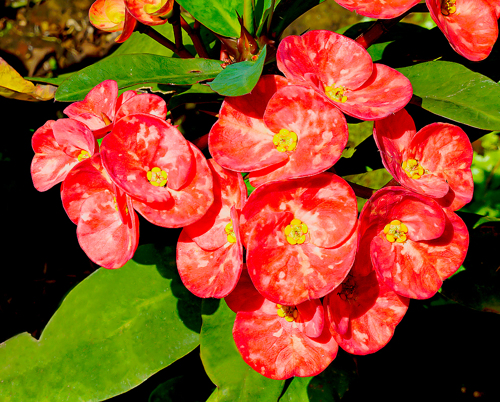 Euphorbia millii red bracts with yellow flowers in sunlight