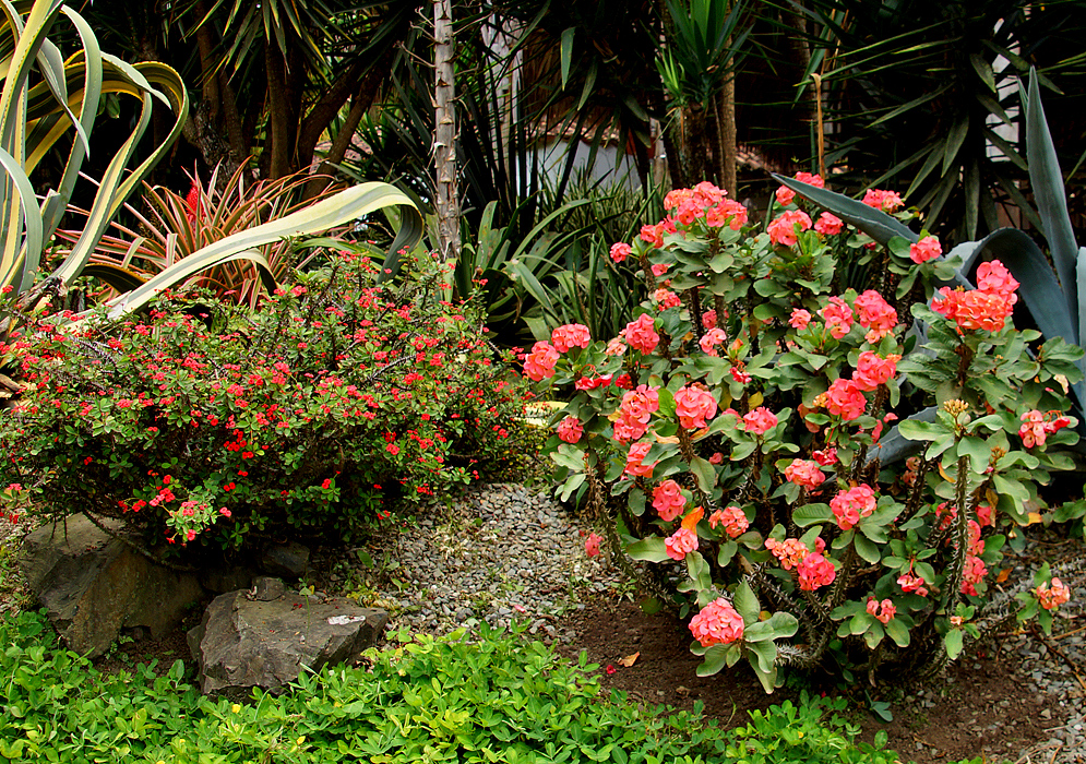 Two Euphorbia millii plants one with small red breats and the other with large leaves and red-orange bracts