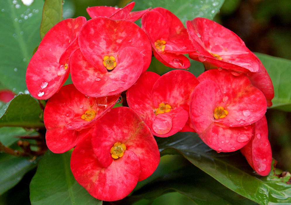 Red petal-like bracts with pink marks covered in raindrops and with small Euphorbia millii flowers