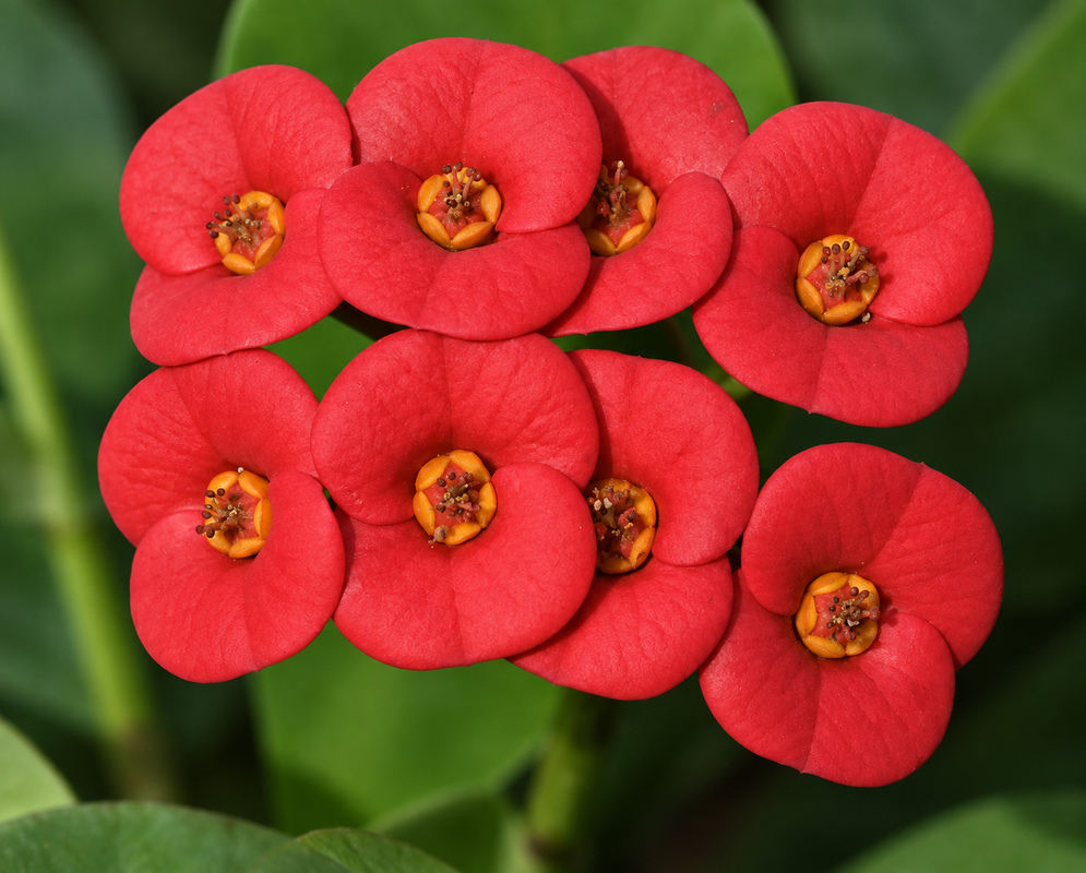 euphorbia millii gallery photo A euphorbia millii scene with distinct flowers and foliage