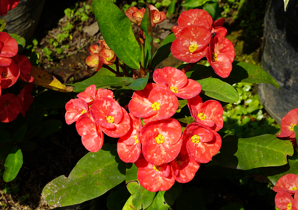 Euphorbia millii red bracts with yellow flowers