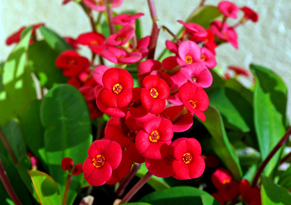 Small red Euphorbia millii bracts in sunlight with small yellow flowers