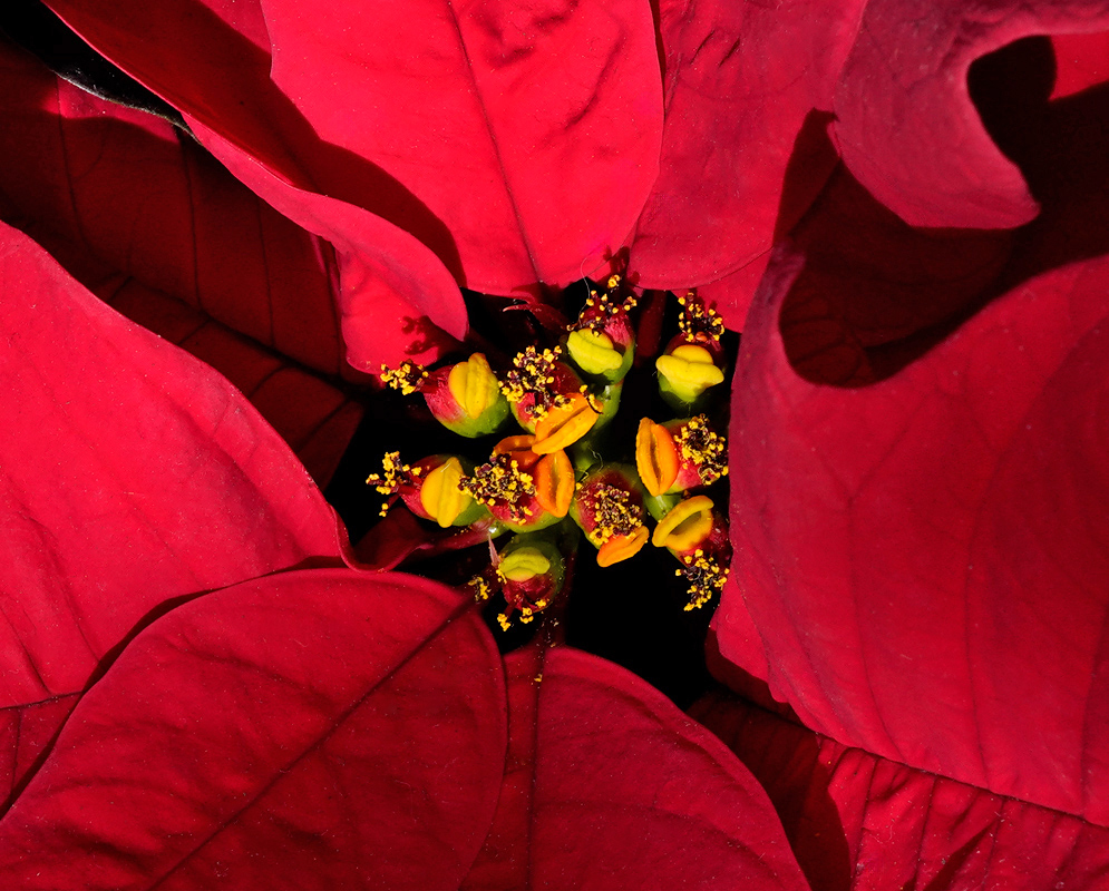 Macro view of Euphorbia pulcherrima's yellow and red cyathia surrounded by red bracts