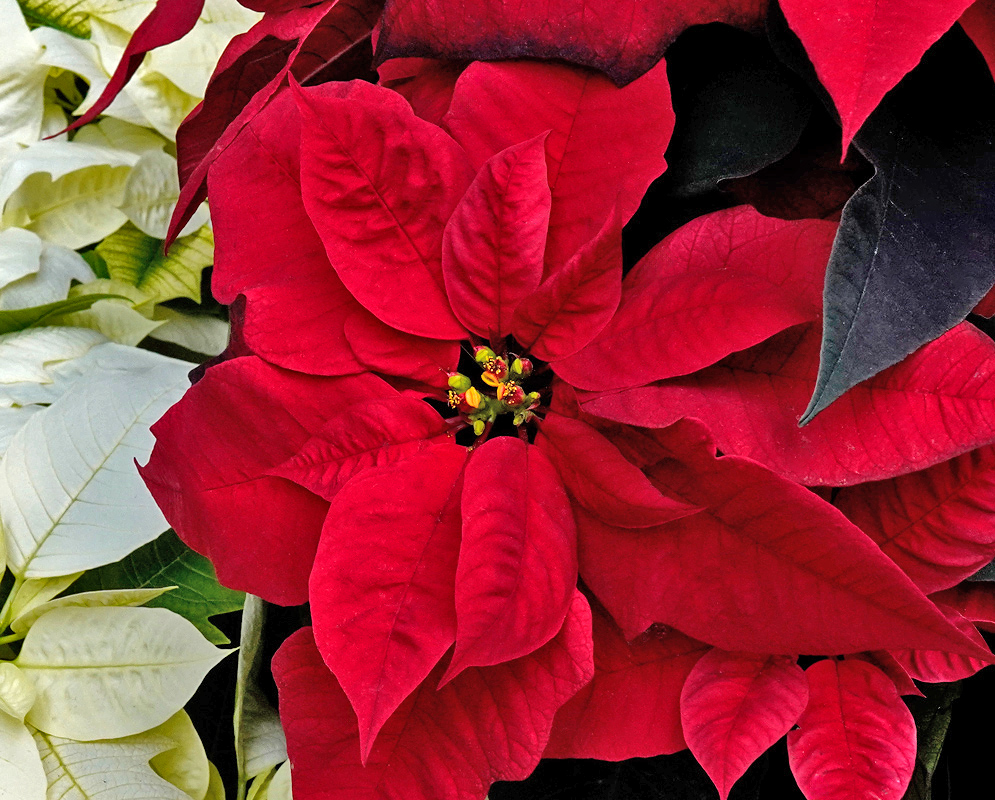 A Euphorbia pulcherrima Christmas Eve Red with symmetrical scarlet bracts and small golden cyathia at the center