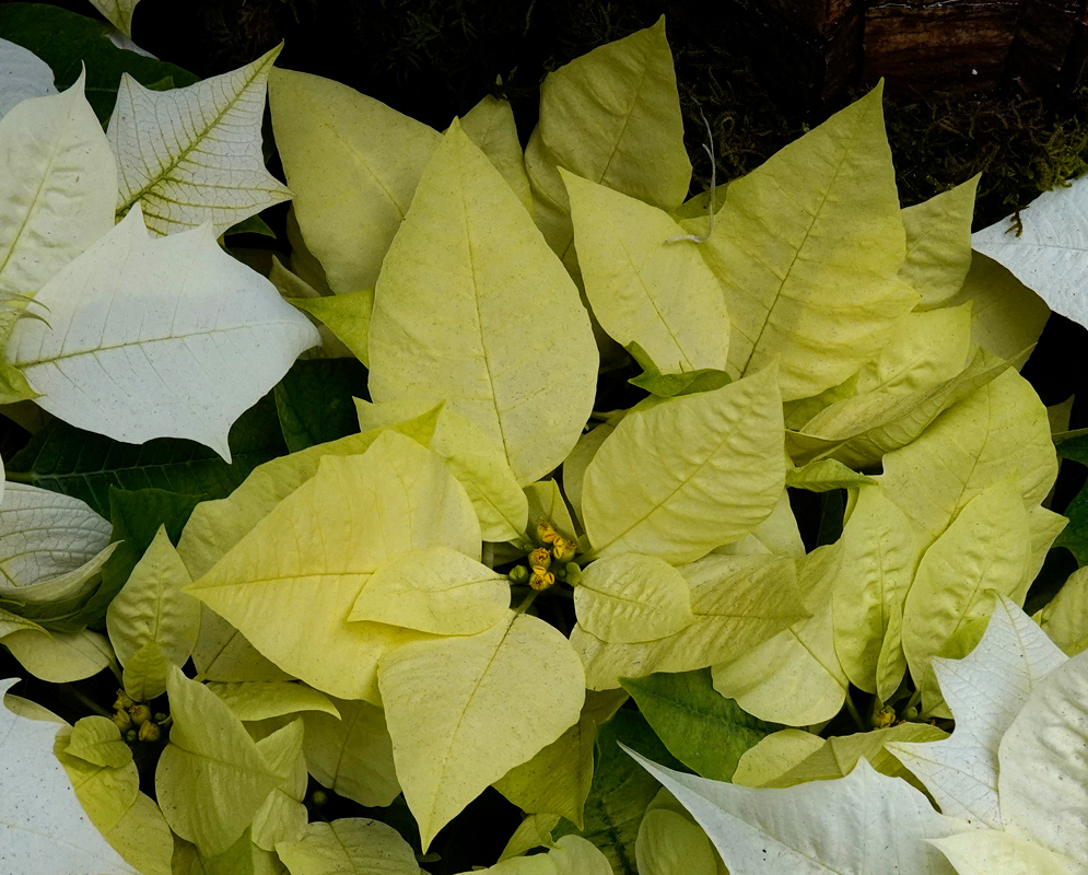 Pale yellow-green bracts of the Euphorbia pulcherrima Green Envy variety, contrasting with its dark green foliage