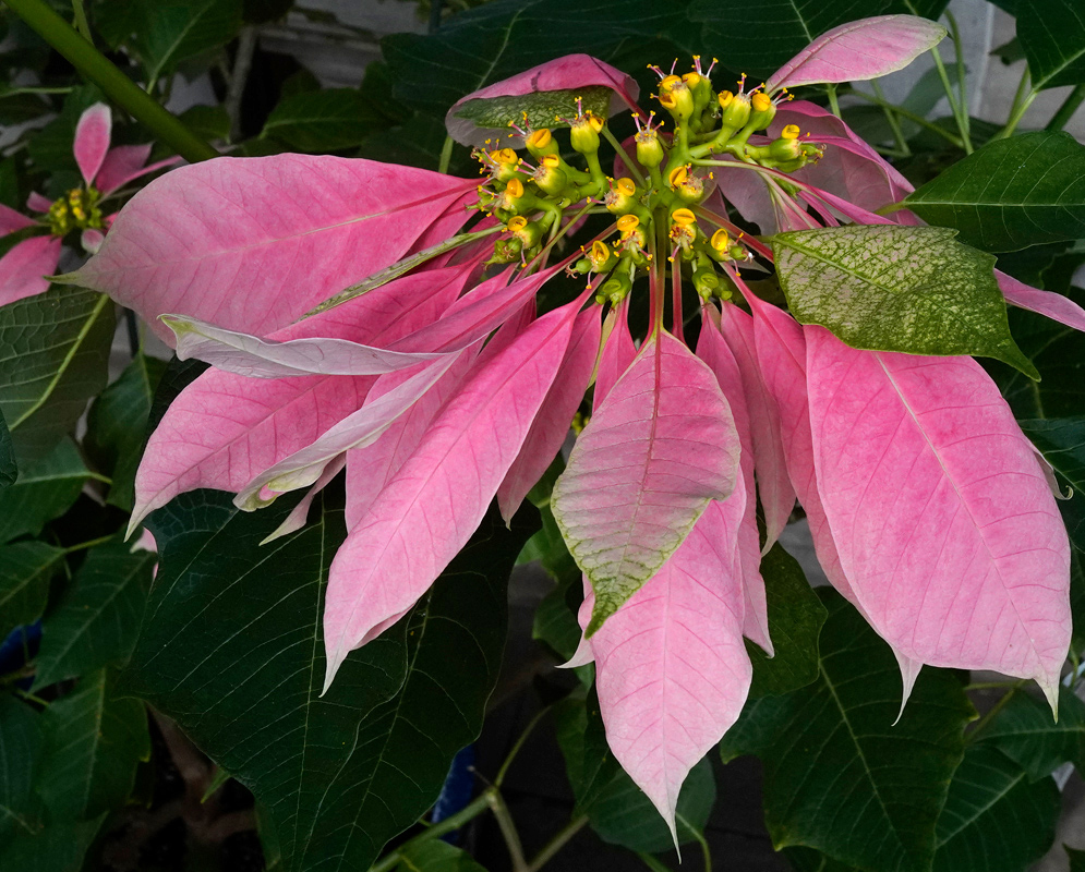 Delicate pink poinsettia bracts arranged in a star shape around a tight cluster of yellow-green flowers