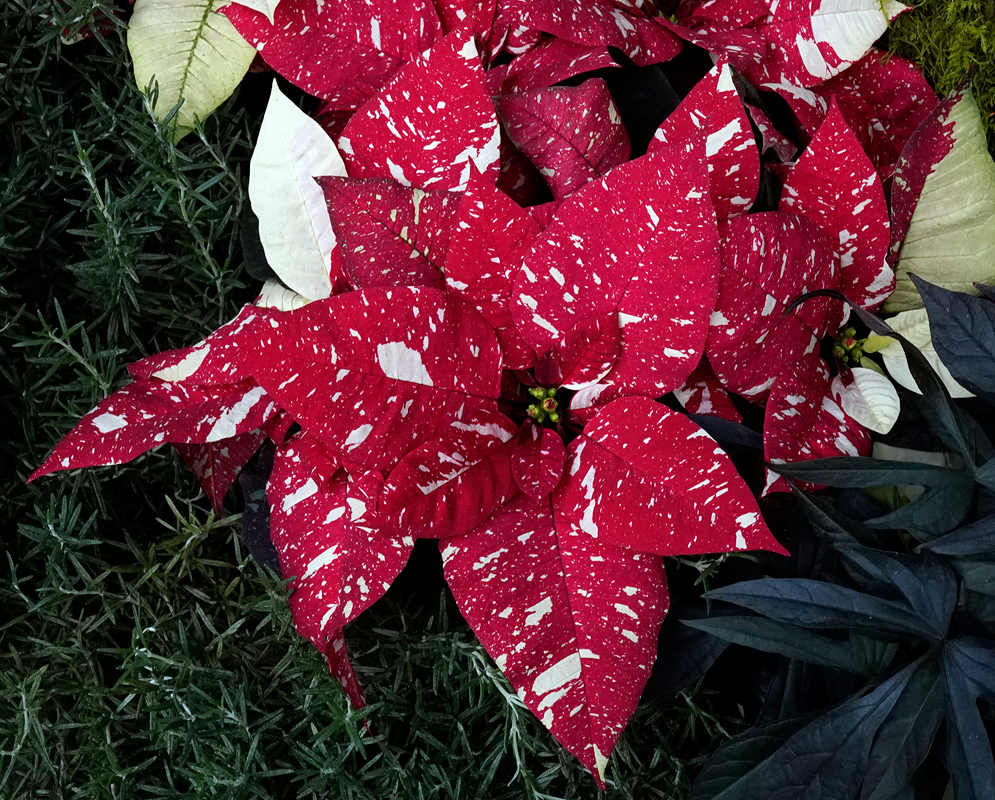 Euphorbia pulcherrima Superba New Glitter with deep red bracts speckled with white spots like festive paint splatter
