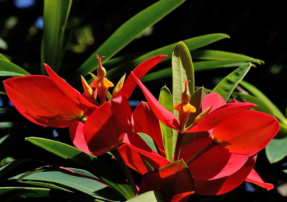 Close-up of Euphorbia punicea flowers with vivid red bracts and small yellow blooms nestled among dark green leaves