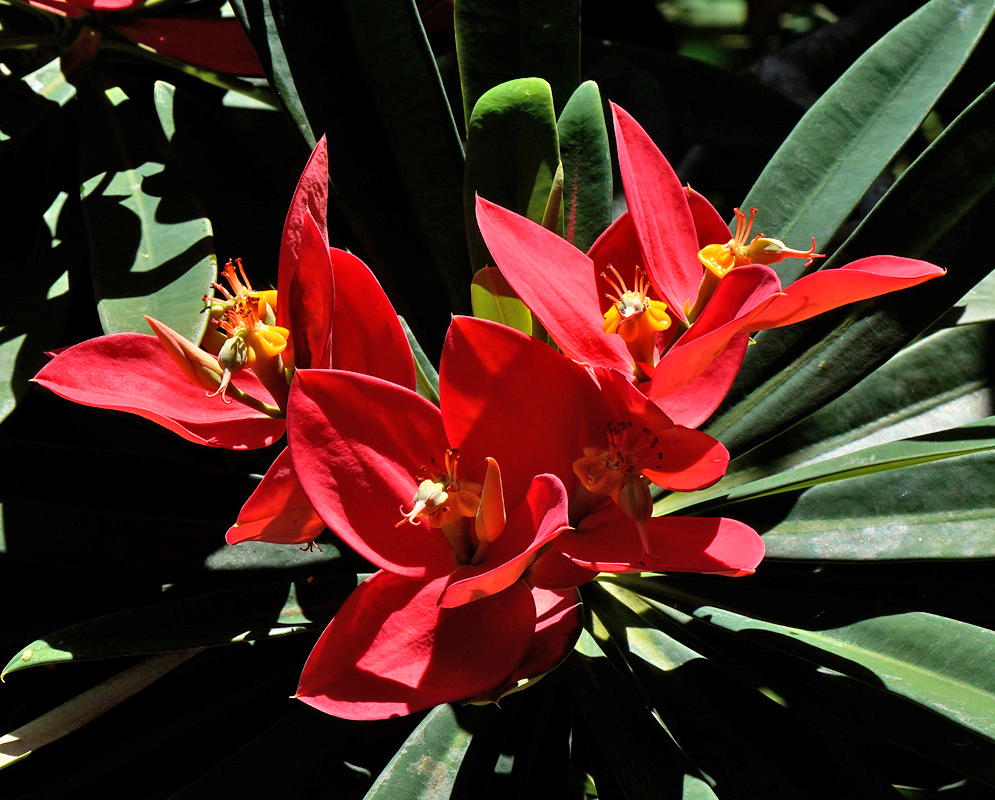 A radiant Euphorbia punicea bloom with glowing red bracts and golden flowers catching direct sunlight against green foliage