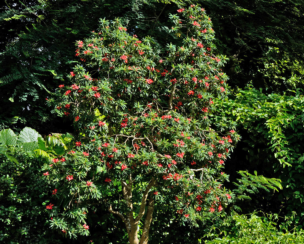 Euphorbia punicea tree surrounded by tropical vegetation, showcasing its upright growth and red floral bracts among dark glossy leaves