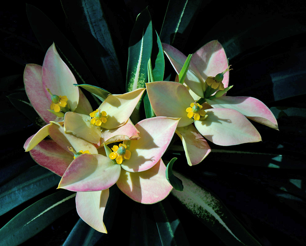 Unusual pale pink and cream bracts of Euphorbia punicea with bright yellow flowers, contrasting against dark green leaves