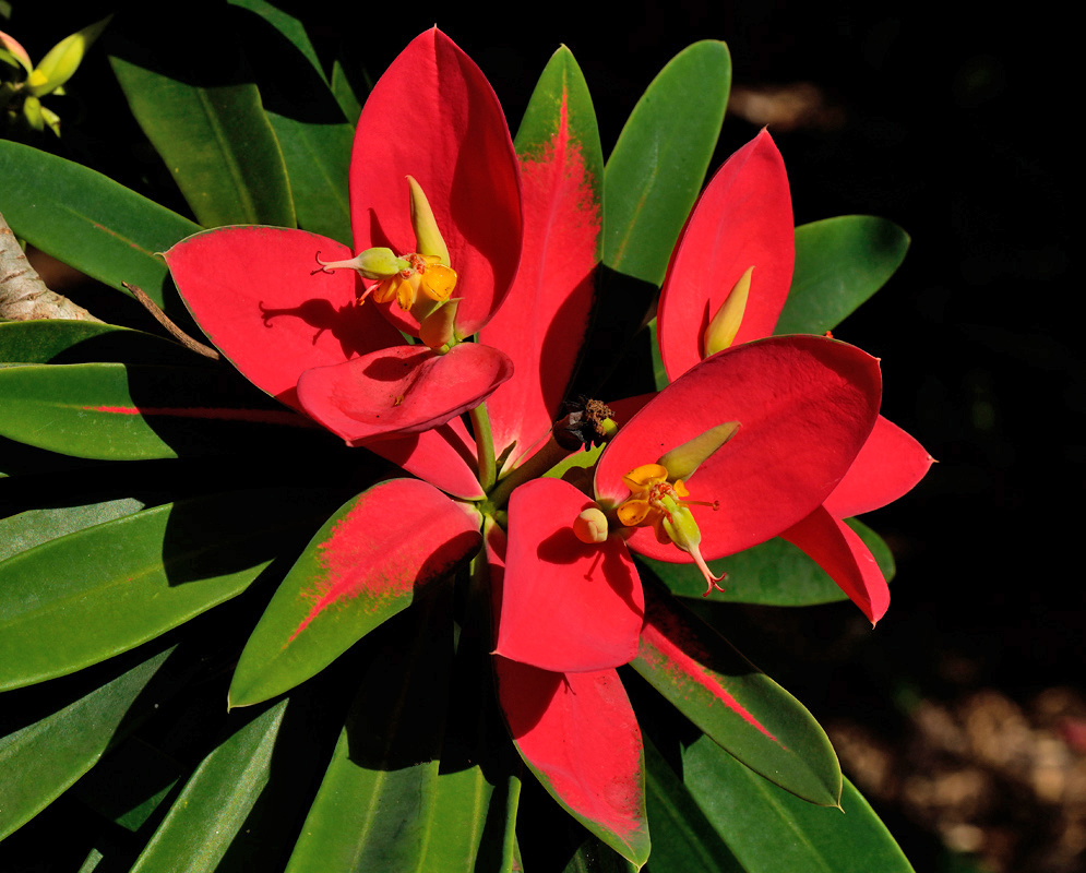Euphorbia punicea flowers featuring red bracts and prominent yellow flower centers surrounded by lush green foliage