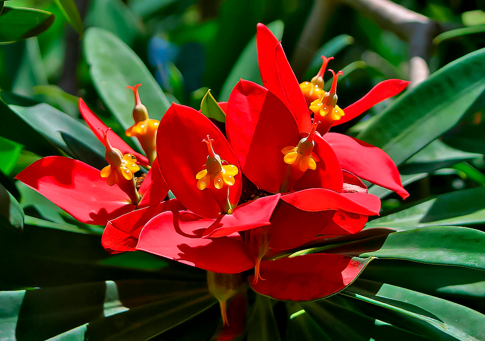 Red bracts and pistil of a Euphorbia punica with yellow flowers