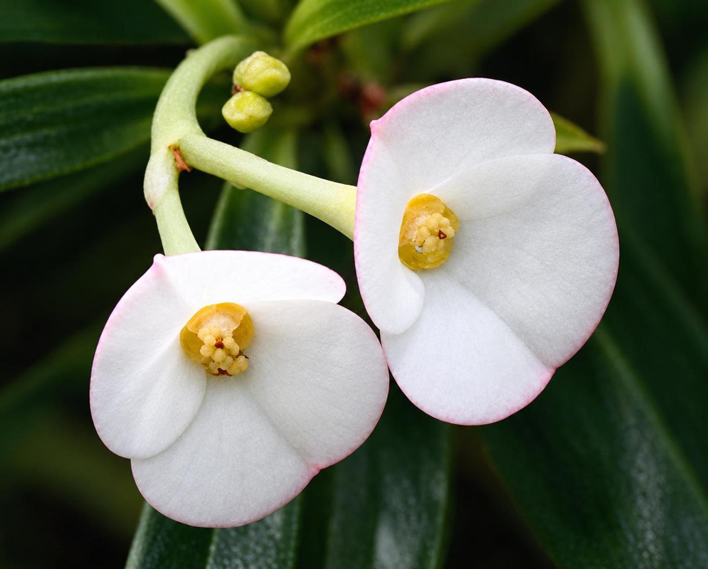 Euphorbia robivelonae has two pairs of rounded white bracts edged faintly in pink surrounding small yellow flower centers