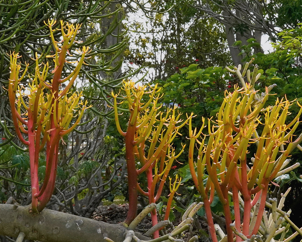 Euphorbia tirucalli has a dense cluster of slender upright stems changing from red and orange at the bases to yellow-green tips