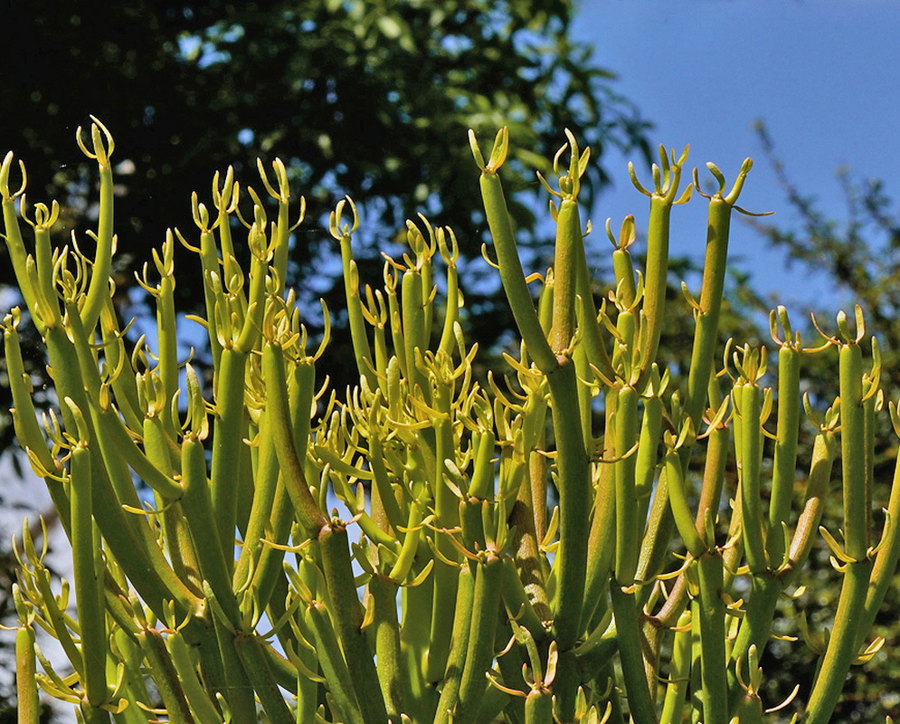 Euphorbia tirucalli Yellow Green Pencil Stems Euphorbia tirucalli forms a crown of branching yellow-green cylindrical stems with tiny leaves at their tips against a blue sky