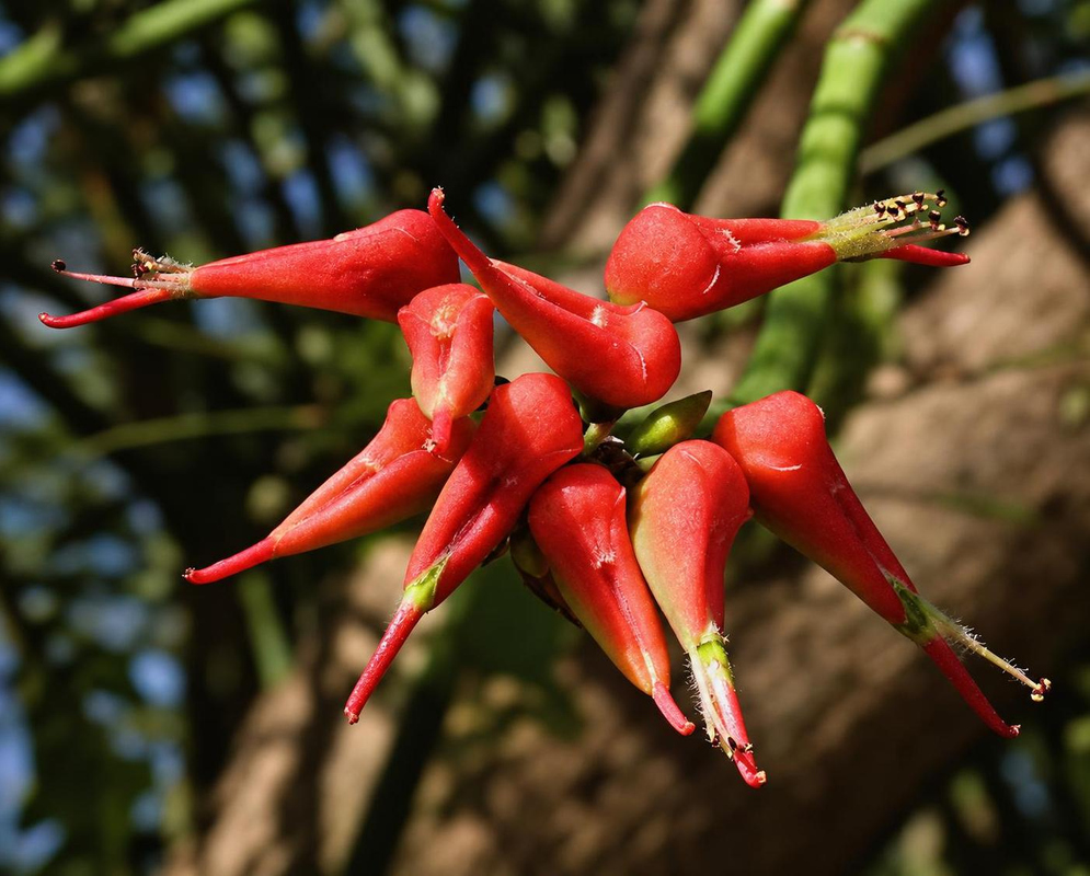 Euphorbia tithymaloides Red Slipper Shaped Bracts Euphorbia tithymaloides has bright red slipper shaped bracts with narrow projecting tips