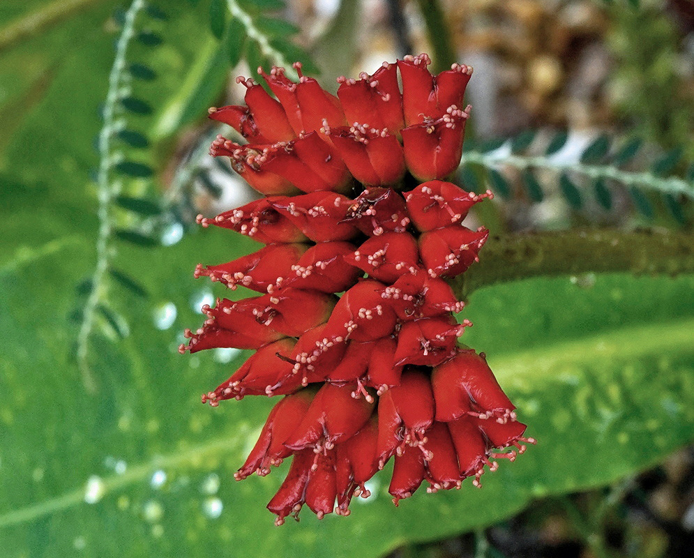 Euphorbia viguieri has a dense upright cluster of deep red floral bracts beside broad green leaves and a ridged spiny stem