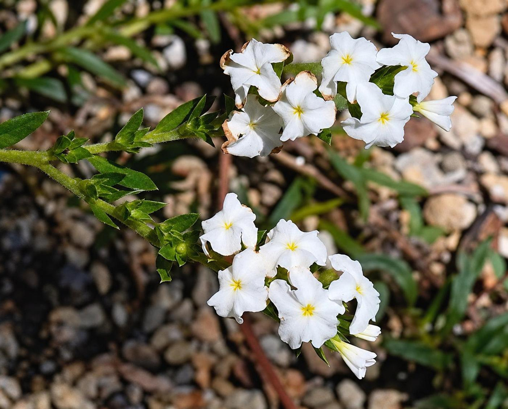 Euploca polyphylla has a curved cluster of small white five-lobed flowers with bright yellow throats above narrow green leaves