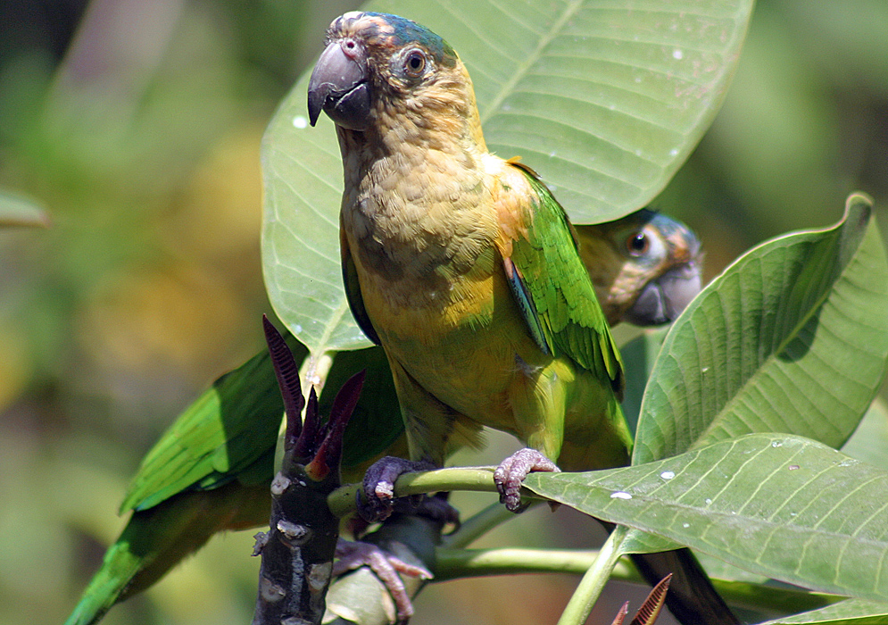 A Eupsittula pertinax on Plumeria rubra tree with a tan neck and forehead, a yellow green belly and breast, a green wings and feet and a blue-green crown