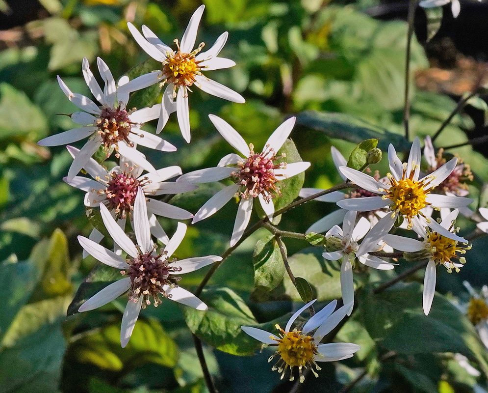 Eurybia divaricata Sparse Rayed White Flowers Eurybia divaricata bears white daisy like flowers with sparse rays around yellow brown centers