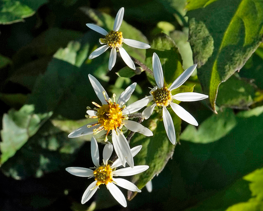 Cluster of Eurybia divaricata flowers with narrow white petals and golden-yellow central discs set against dark green foliage
