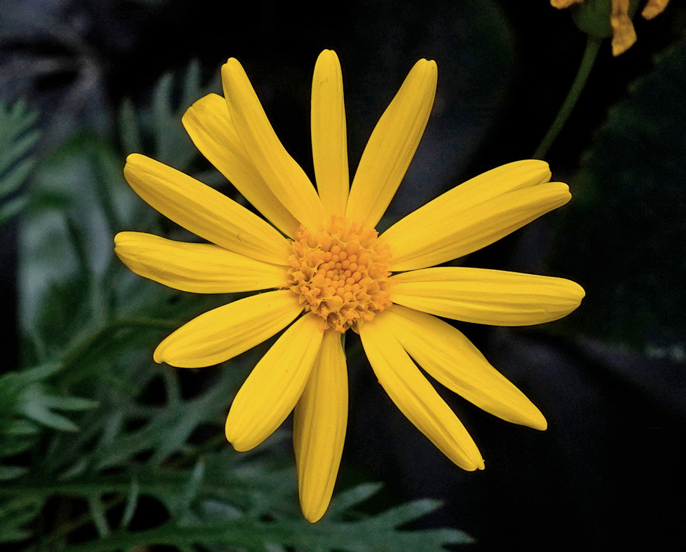 Euryops chrysanthemoides has a golden yellow daisy head with long ray florets surrounding a dense yellow disc above narrow lobed leaves