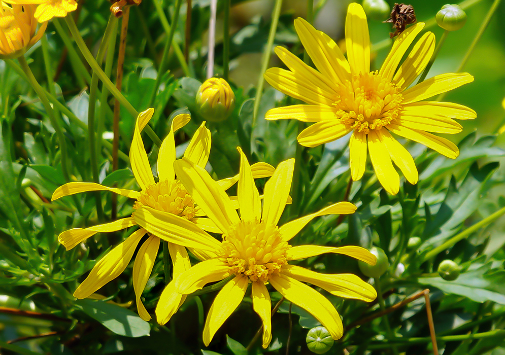 Three bright yellow Euryops pectinatus flowers