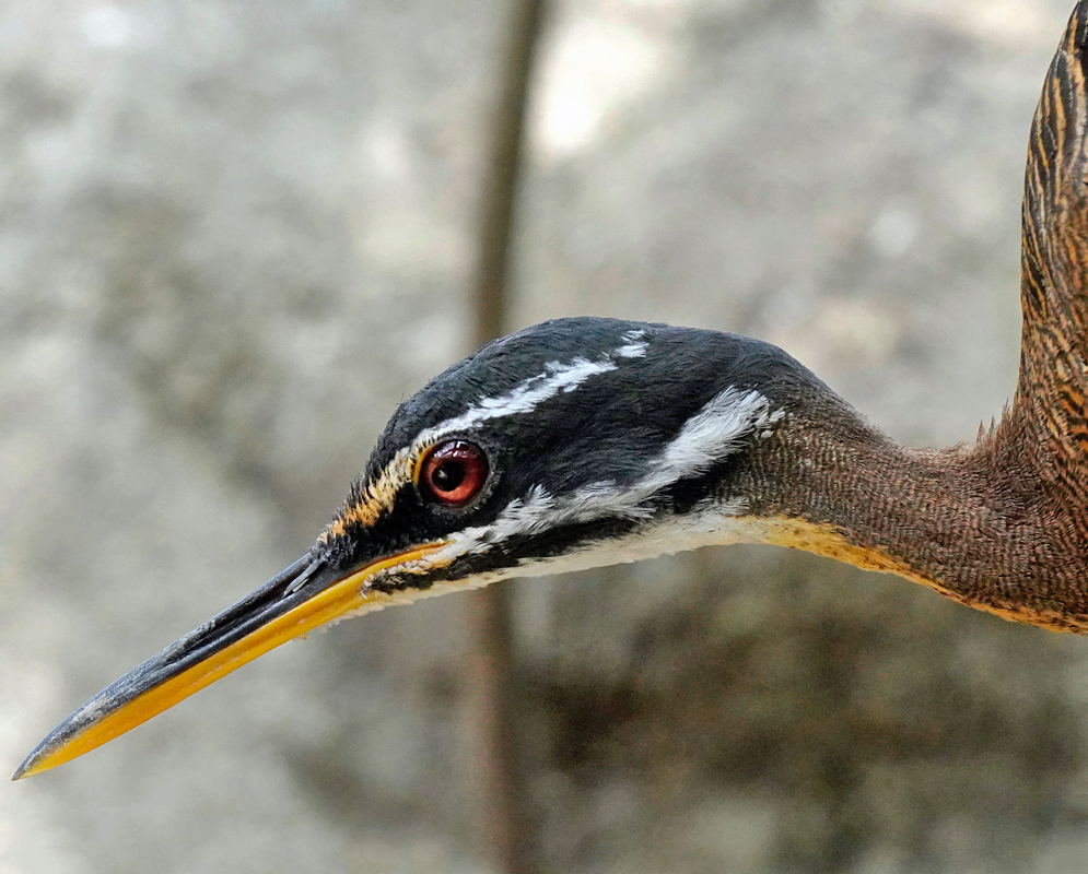 Eurypyga helias Head Close-up of a male Sunbittern's vividly patterned head with its beady red eye and intricate facial markings
