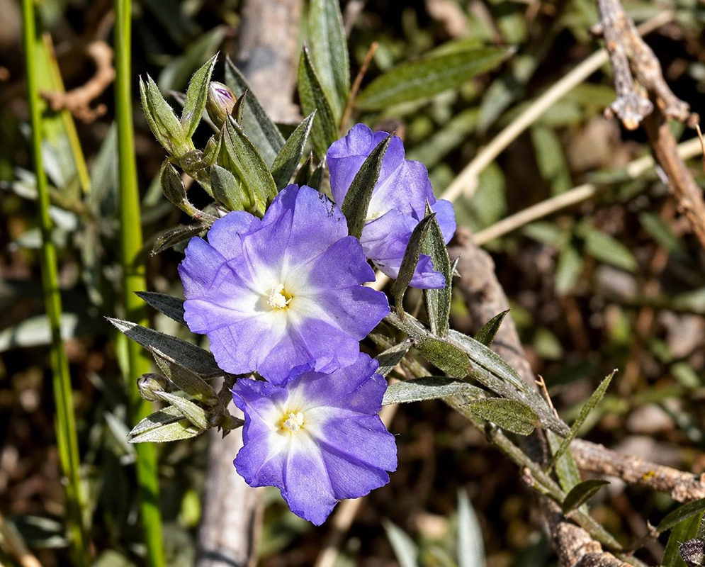 Blue-purple Evolvulus argyreus flowers open beside narrow hairy leaves near the ground