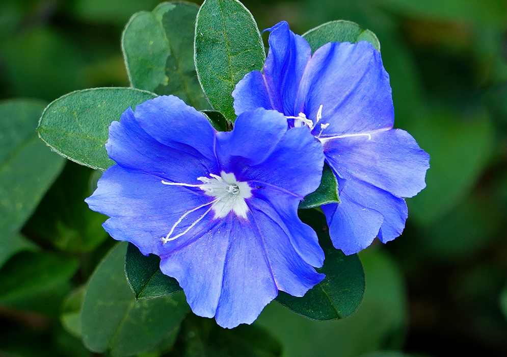 Evolvulus glomeratus flwoer with vibrant blue petals, a delicate, white star-shaped center and fine, slender white filaments 