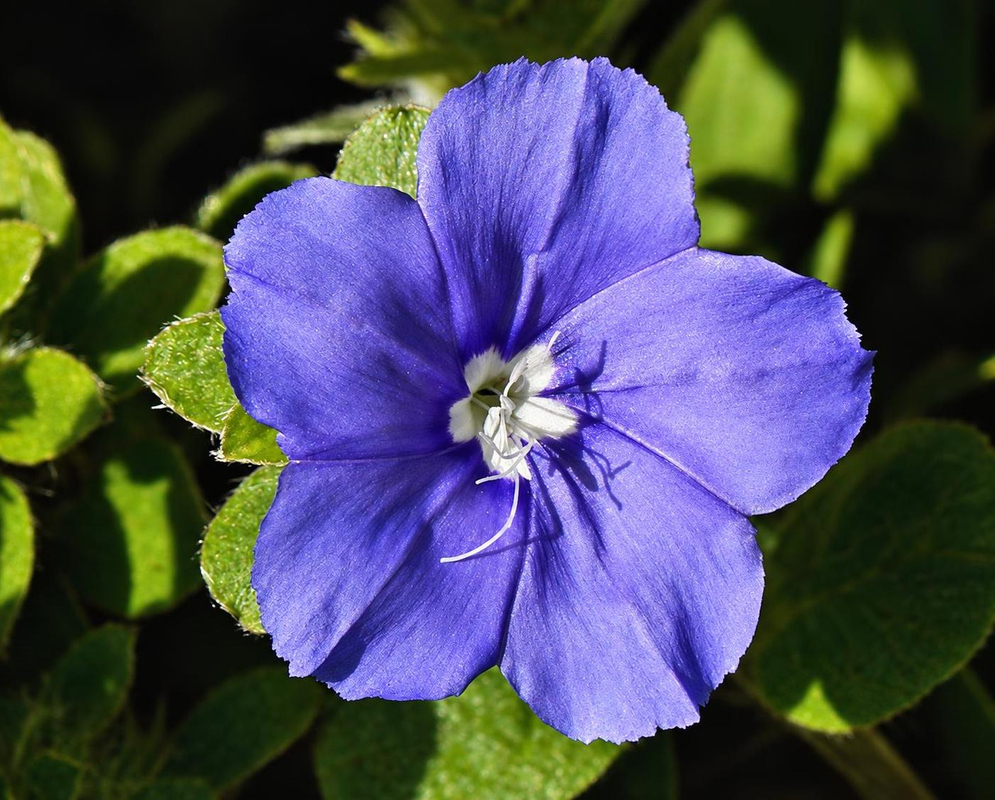 A deep blue Evolvulus hybrid flower spreads a rounded corolla around a small pale centre