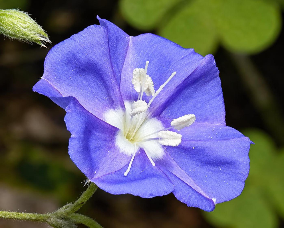 A blue Evolvulus tenuis flower shows a pale throat and projecting white stamens