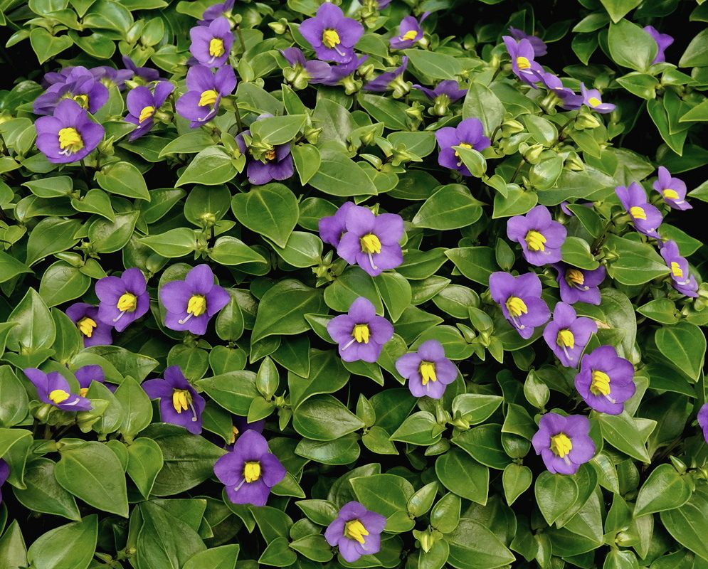 Exacum affine forms a low mound of small violet five-petaled flowers with bright yellow anthers among glossy green leaves