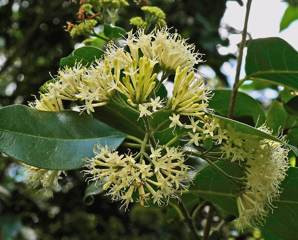 Cream Exostema ixoroides flowers form dense branching clusters above broad glossy leaves