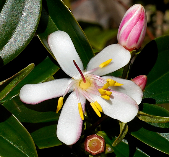 A white flower with six petals fringed with a pink border, a red stigma, white-pinkish filaments with large yellow anthers next to a pink flower bud and a red pentagon shaped sepal