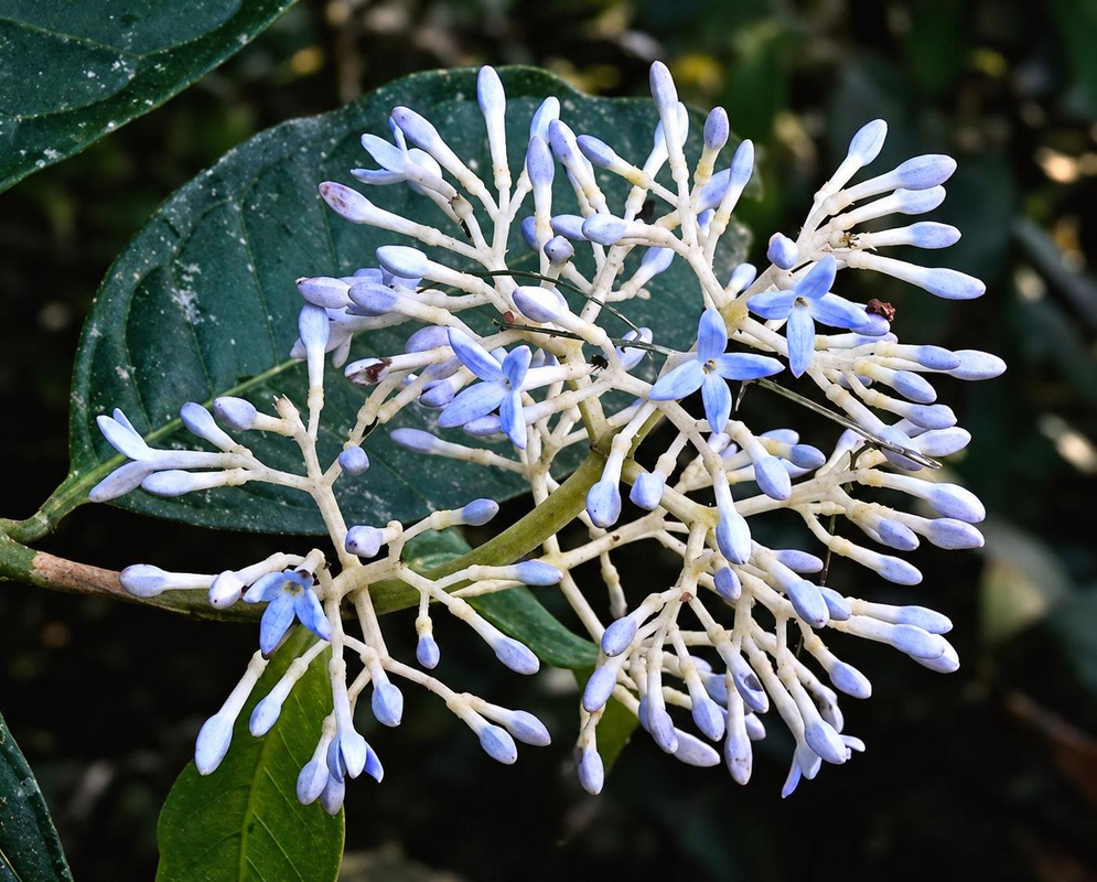 Pale blue Faramea oblongifolia flowers and long white-blue buds spread through a branching cluster