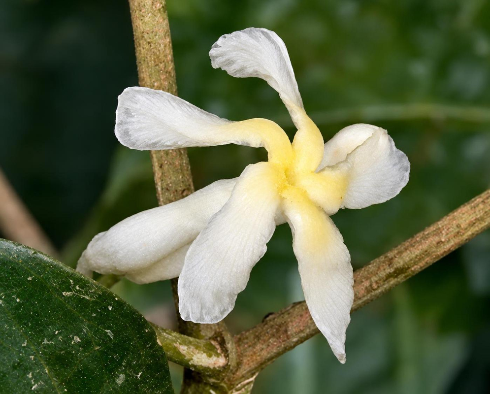 A white Faramea occidentalis flower spreads curled narrow lobes around a yellow tubular centre