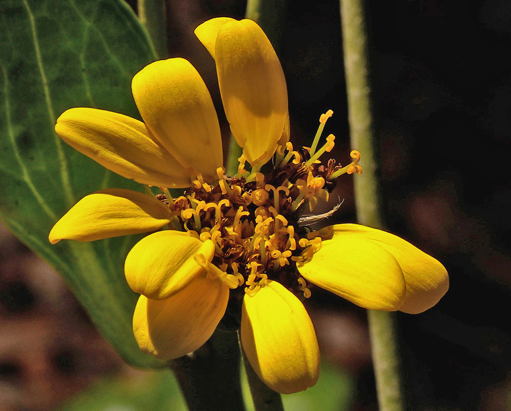 Farfugium japonicum var giganteum has broad golden yellow ray florets surrounding a crowded dark-centered disc on a slender stalk