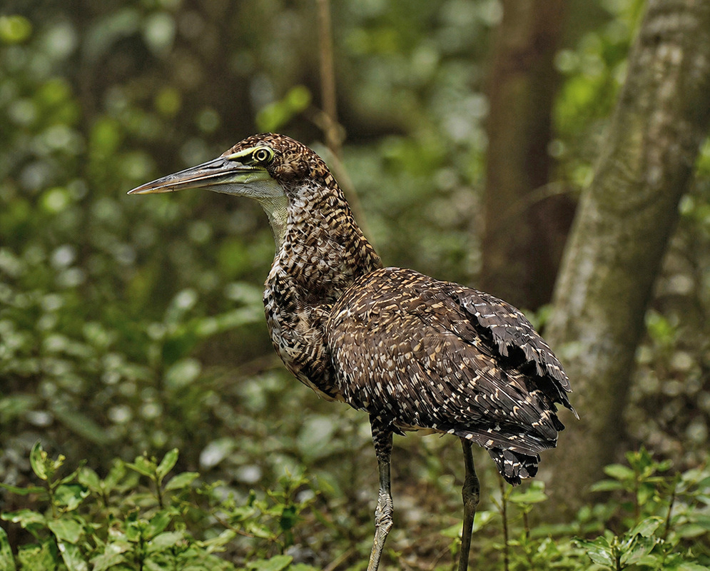 Tigrisoma fasciatum (Fasciated Tiger Heron) Tigrisoma fasciatum (Fasciated Tiger Heron) photograph