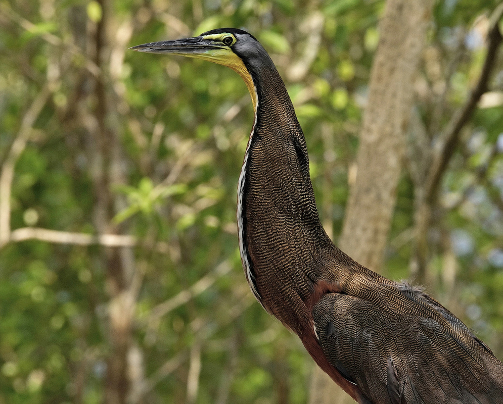 Tigrisoma fasciatum (Fasciated Tiger Heron) Tigrisoma fasciatum (Fasciated Tiger Heron) photograph