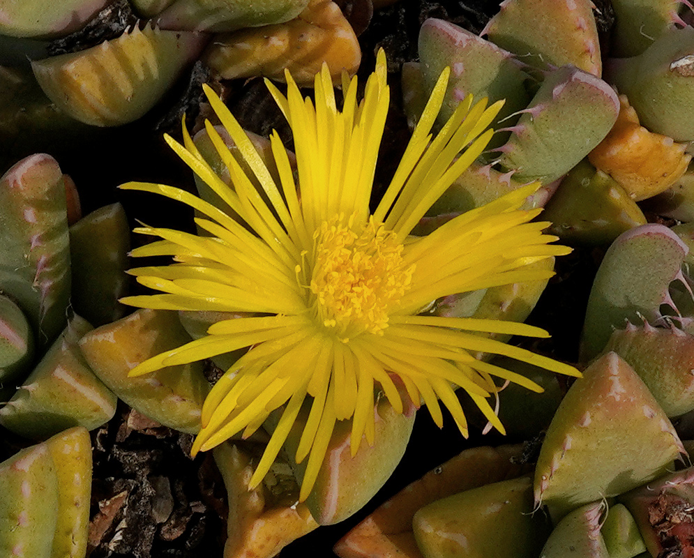 Faucaria tigrina has a bright yellow flower with many narrow petals among thick paired triangular leaves edged with pale thread-like teeth