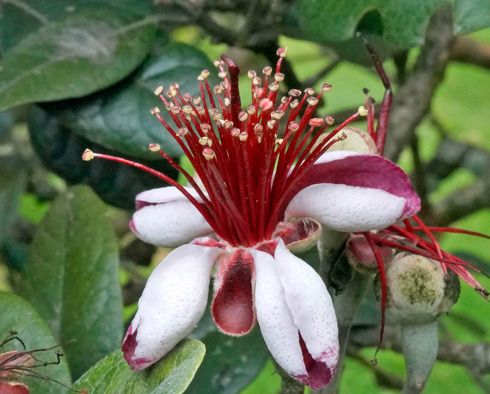 Feijoa Sellowiana Flower with Vibrant Red Stamens Close-up of a feijoa sellowiana flower with thick white petals and striking red stamens tipped with yellow pollen