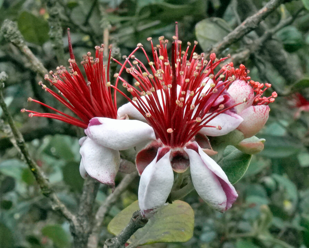 Feijoa Sellowiana Flowers with Red Stamens and White Petals Cluster of feijoa sellowiana flowers displaying thick white petals and numerous vivid red stamens tipped with yellow pollen