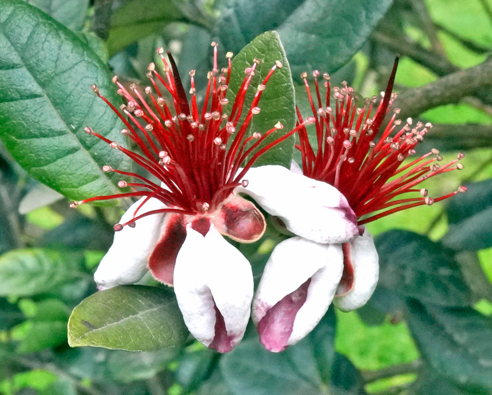 Feijoa sellowiana Flowers White and Red Close-up of two Feijoa sellowiana flowers with white petals and bright red stamens emerging from glossy green foliage
