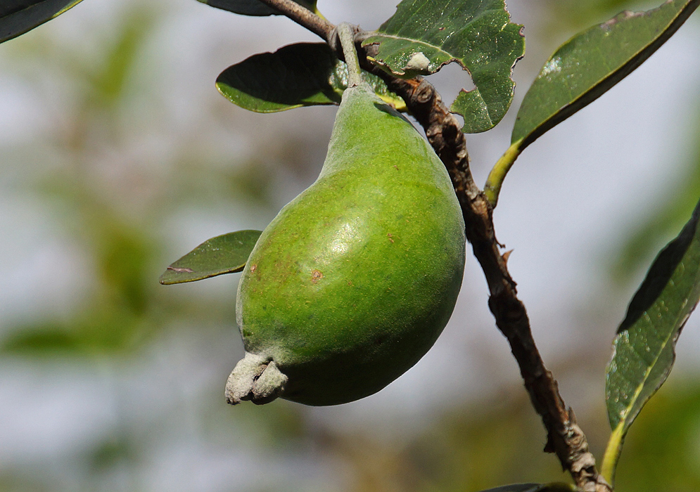 A green Pineapple Guava fruit on a tree branch
